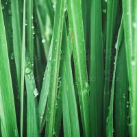 vetiver